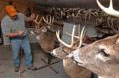 Deer Head Mounts