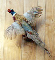 Pheasant Mount