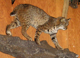 Back Country Taxidermy Studio