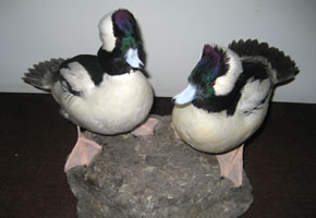 Duck Mount