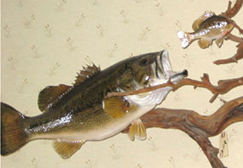 Fish Mount