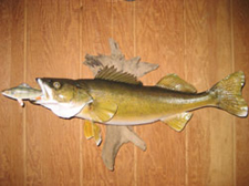 Fish Mount
