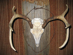 Back Country Taxidermy Studio