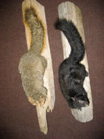 Back Country Taxidermy Studio