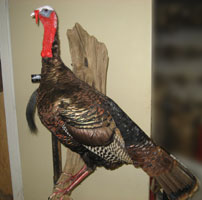 Back Country Taxidermy Studio