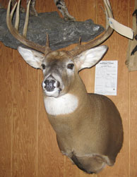 White Tail Deer